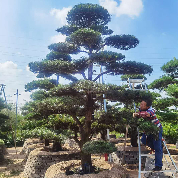 造型樹